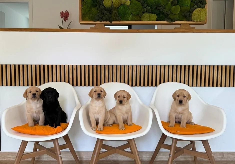 Fünf Labrador-Welpen auf Stühlen in der Kleintierpraxis Venningen